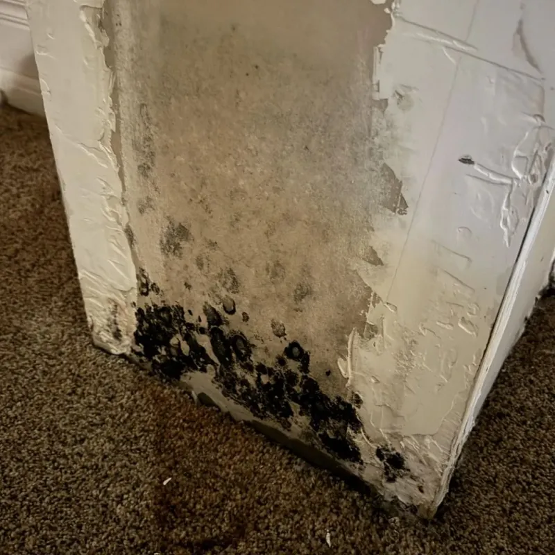 Professional Mold Removal in Bluffdale, UT